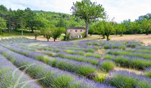 Vendita Proprietà Saignon