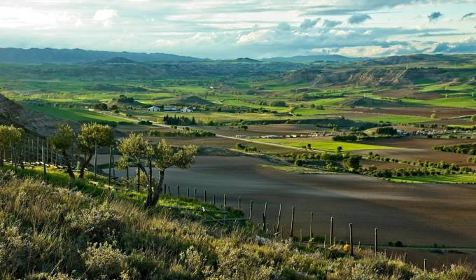 Vendita Proprietá vignicola Cuenca