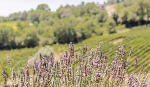 Vendita Proprietá vignicola Volterra